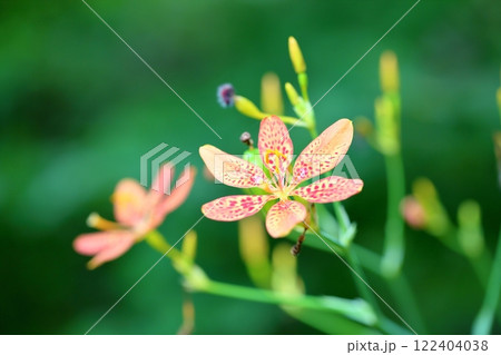 ヒオウギの花 ヒオウギの花 122404038