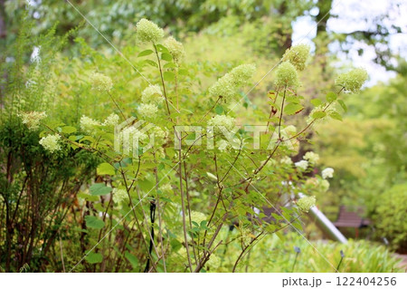 ノリウツギの花　ミナヅキ 122404256