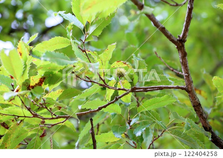 クヌギの実 122404258