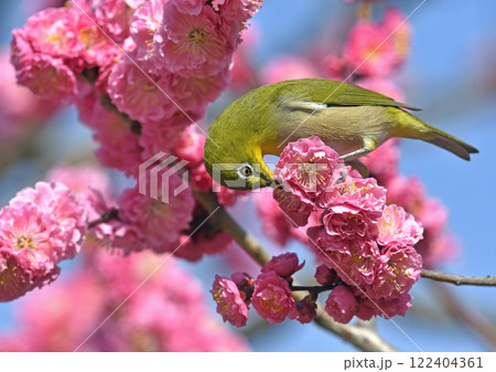 満開の紅梅でお食事中のメジロさん（ 春イメージ ）（ ほのぼのイメージ ） 122404361