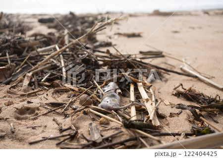Dead rat with dry twigs on sandy beach during Dead rat with dry twigs on sandy beach during 122404425