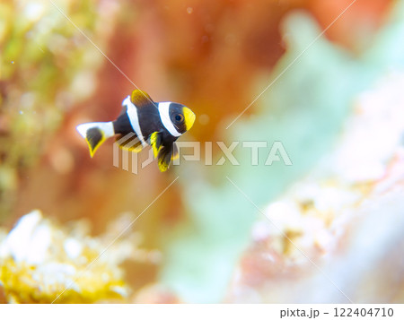 美しいイソギンチャク畑の可愛いクマノミ（クマノミ亜科）の幼魚。 伊豆半島賀茂郡南伊豆町中木ヒリゾ浜 122404710