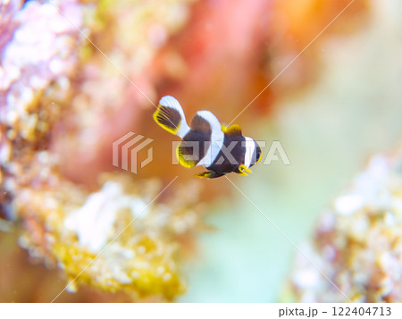 美しいイソギンチャク畑の可愛いクマノミ(クマノミ亜科)の幼魚。 伊豆半島賀茂郡南伊豆町中木ヒリゾ浜 美しいイソギンチャク畑の可愛いクマノミ(クマノミ亜科)の幼魚。 伊豆半島賀茂郡南伊豆町中木ヒリゾ浜 122404713