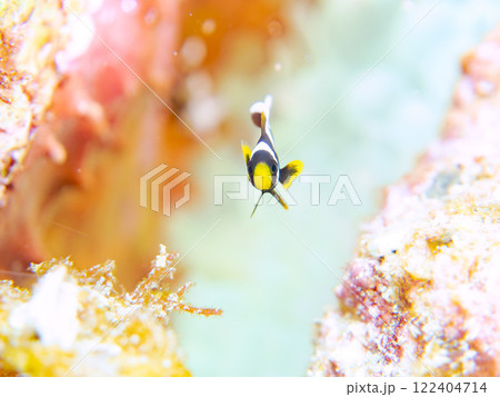 美しいイソギンチャク畑の可愛いクマノミ（クマノミ亜科）の幼魚。 伊豆半島賀茂郡南伊豆町中木ヒリゾ浜 122404714