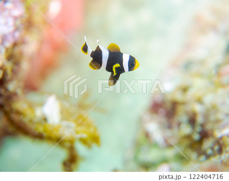 美しいイソギンチャク畑の可愛いクマノミ(クマノミ亜科)の幼魚。 伊豆半島賀茂郡南伊豆町中木ヒリゾ浜 美しいイソギンチャク畑の可愛いクマノミ(クマノミ亜科)の幼魚。 伊豆半島賀茂郡南伊豆町中木ヒリゾ浜 122404716