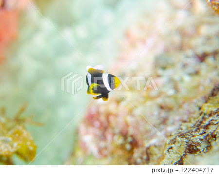 美しいイソギンチャク畑の可愛いクマノミ(クマノミ亜科)の幼魚。 伊豆半島賀茂郡南伊豆町中木ヒリゾ浜 美しいイソギンチャク畑の可愛いクマノミ(クマノミ亜科)の幼魚。 伊豆半島賀茂郡南伊豆町中木ヒリゾ浜 122404717