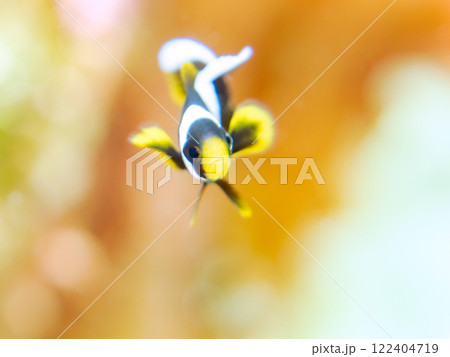 美しいイソギンチャク畑の可愛いクマノミ（クマノミ亜科）の幼魚。 伊豆半島賀茂郡南伊豆町中木ヒリゾ浜 122404719