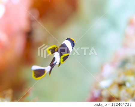 美しいイソギンチャク畑の可愛いクマノミ(クマノミ亜科)の幼魚。 伊豆半島賀茂郡南伊豆町中木ヒリゾ浜 美しいイソギンチャク畑の可愛いクマノミ(クマノミ亜科)の幼魚。 伊豆半島賀茂郡南伊豆町中木ヒリゾ浜 122404725