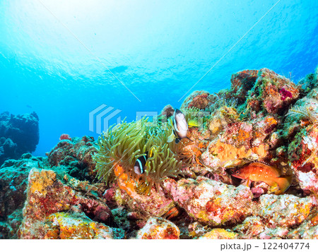 白化現象が見られるイソギンチャク畑に住む可愛いクマノミペア、ミツボシクロスズメダイ他の群れ。ヒリゾ浜 白化現象が見られるイソギンチャク畑に住む可愛いクマノミペア、ミツボシクロスズメダイ他の群れ。ヒリゾ浜 122404774