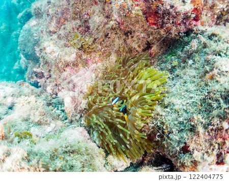 白化現象が見られるイソギンチャク畑に住む可愛いクマノミペア、ミツボシクロスズメダイ他の群れ。ヒリゾ浜 122404775