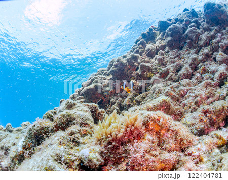 白化現象が見られるイソギンチャク畑に住む可愛いクマノミペア、ミツボシクロスズメダイ他の群れ。ヒリゾ浜 白化現象が見られるイソギンチャク畑に住む可愛いクマノミペア、ミツボシクロスズメダイ他の群れ。ヒリゾ浜 122404781