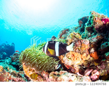 白化現象が見られるイソギンチャク畑に住む可愛いクマノミペア、ミツボシクロスズメダイ他の群れ。ヒリゾ浜 122404788
