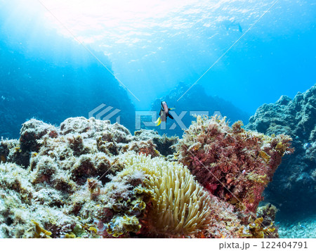 白化現象が見られるイソギンチャク畑に住む可愛いクマノミペア、ミツボシクロスズメダイ他の群れ。ヒリゾ浜 白化現象が見られるイソギンチャク畑に住む可愛いクマノミペア、ミツボシクロスズメダイ他の群れ。ヒリゾ浜 122404791