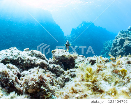 白化現象が見られるイソギンチャク畑に住む可愛いクマノミペア、ミツボシクロスズメダイ他の群れ。ヒリゾ浜 122404792