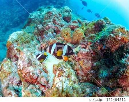 白化現象が見られるイソギンチャク畑に住む可愛いクマノミペア、ミツボシクロスズメダイ他の群れ。ヒリゾ浜 122404812