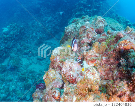 白化現象が見られるイソギンチャク畑に住む可愛いクマノミペア、ミツボシクロスズメダイ他の群れ。ヒリゾ浜 122404836