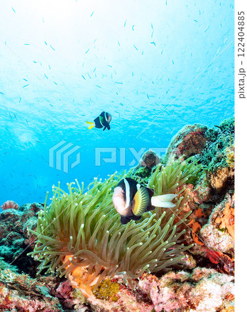 白化現象が見られるイソギンチャク畑に住む可愛いクマノミペア、ミツボシクロスズメダイ他の群れ。ヒリゾ浜 白化現象が見られるイソギンチャク畑に住む可愛いクマノミペア、ミツボシクロスズメダイ他の群れ。ヒリゾ浜 122404885