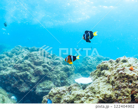 白化現象が見られるイソギンチャク畑に住む可愛いクマノミペア、ミツボシクロスズメダイ他の群れ。ヒリゾ浜 122404902