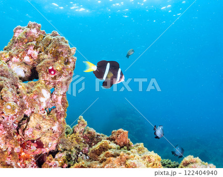 白化現象が見られるイソギンチャク畑に住む可愛いクマノミペア、ミツボシクロスズメダイ他の群れ。ヒリゾ浜 白化現象が見られるイソギンチャク畑に住む可愛いクマノミペア、ミツボシクロスズメダイ他の群れ。ヒリゾ浜 122404940