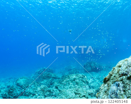 美しいミナミハタンポ、クロホシイシモチ他の幼魚の群れ, 伊豆賀茂郡南伊豆町中木ヒリゾ浜 2024年 美しいミナミハタンポ、クロホシイシモチ他の幼魚の群れ, 伊豆賀茂郡南伊豆町中木ヒリゾ浜 2024年 122405148