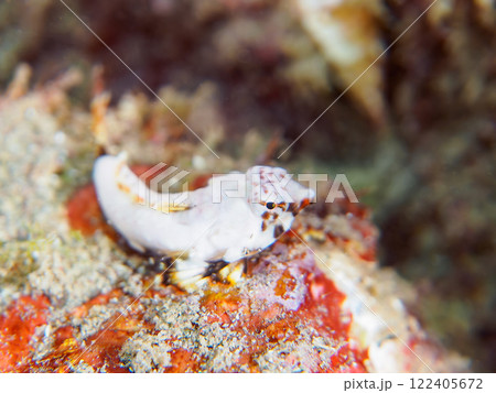 白くて可愛い。ペアでいる。 可愛いコウワンテグリ(ネズッポ科)の幼魚他。賀茂郡南伊豆町中木ヒリゾ浜 白くて可愛い。ペアでいる。 可愛いコウワンテグリ(ネズッポ科)の幼魚他。賀茂郡南伊豆町中木ヒリゾ浜 122405672