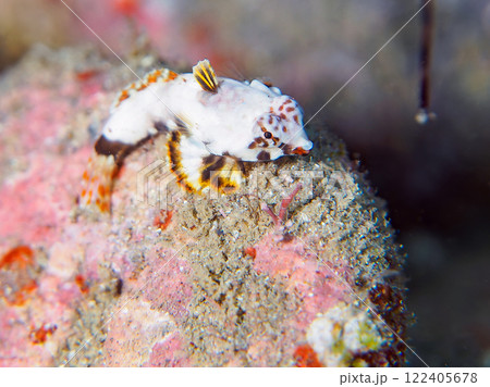 白くて可愛い。ペアでいる。 可愛いコウワンテグリ（ネズッポ科）の幼魚他。賀茂郡南伊豆町中木ヒリゾ浜 122405678