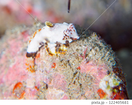 白くて可愛い。ペアでいる。 可愛いコウワンテグリ（ネズッポ科）の幼魚他。賀茂郡南伊豆町中木ヒリゾ浜 122405681