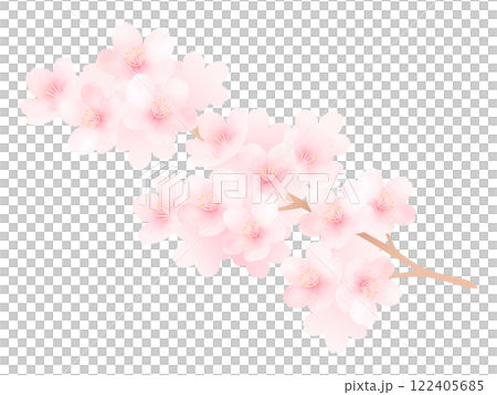 櫻花枝盛開的水彩插圖 122405685