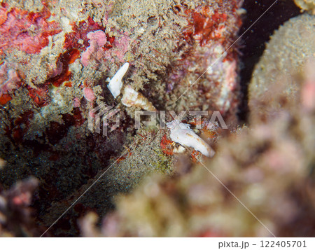 白くて可愛い。ペアでいる。 可愛いコウワンテグリ（ネズッポ科）の幼魚他。賀茂郡南伊豆町中木ヒリゾ浜 122405701