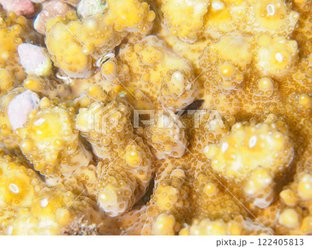 テーブルサンゴに住む可愛いコバンハゼ（ハゼ科）、ヒメサンゴガニ（サンゴガニ科）他。南伊豆中木ヒリゾ浜 122405813