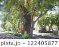 阿里山森林鉄路車庫園区の木々 122405877