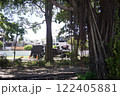 阿里山森林鉄路車庫園区の木陰 122405881