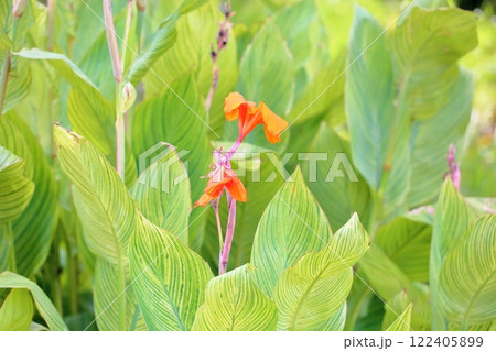 鮮やか カンナの花 鮮やか カンナの花 122405899