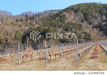 冬のワイン用ブドウ畑 日本アルプスワインバレー 冬のワイン用ブドウ畑 日本アルプスワインバレー 122406189