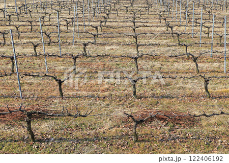 冬のワイン用ブドウ畑　日本アルプスワインバレー 122406192