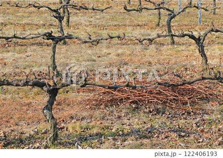 冬のワイン用ブドウ畑 日本アルプスワインバレー 冬のワイン用ブドウ畑 日本アルプスワインバレー 122406193