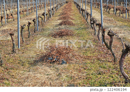 冬のワイン用ブドウ畑　日本アルプスワインバレー 122406194