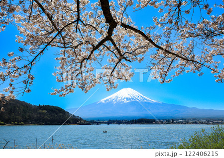 満開桜の河口湖畔から望む富士山　山梨県河口湖町 122406215