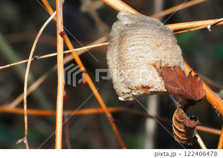 オオカマキリの卵 122406478