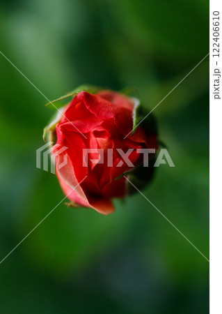 Pinkish orange beautiful blooming roses in garden, closeup. 122406610