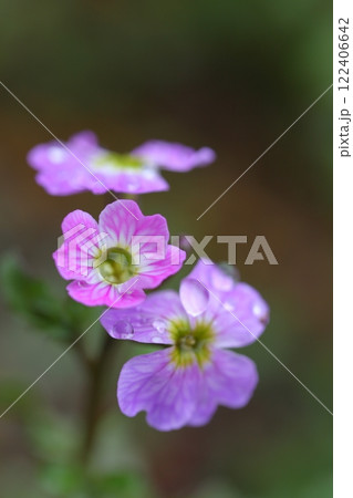 バージニアストックの花と雨雫 122406642