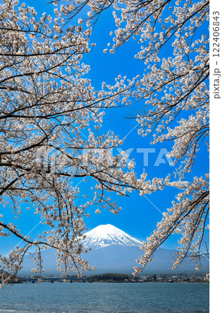 満開桜の河口湖畔から望む富士山 山梨県河口湖町 満開桜の河口湖畔から望む富士山 山梨県河口湖町 122406843