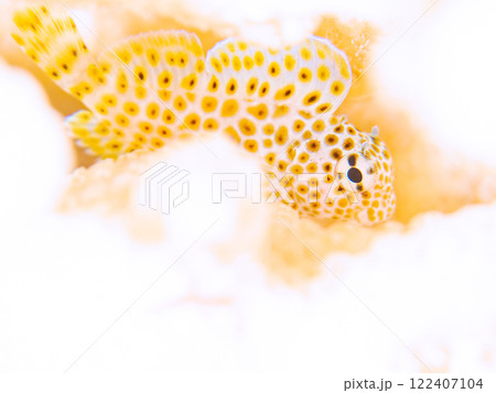 サンゴの白化現象が起きている美しいテーブルサンゴと可愛いセダカギンポの幼魚他。南伊豆町中木ヒリゾ浜 122407104