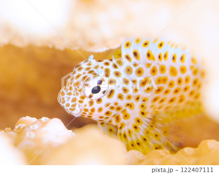 サンゴの白化現象が起きている美しいテーブルサンゴと可愛いセダカギンポの幼魚他。南伊豆町中木ヒリゾ浜 サンゴの白化現象が起きている美しいテーブルサンゴと可愛いセダカギンポの幼魚他。南伊豆町中木ヒリゾ浜 122407111