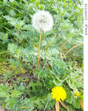 春を感じさせるタンポポ 春を感じさせるタンポポ 122407219