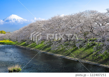 潤井川龍巌渕の満開桜の並木と富士山　静岡県富士市 122407251