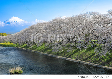 潤井川龍巌渕の満開桜の並木と富士山 静岡県富士市 潤井川龍巌渕の満開桜の並木と富士山 静岡県富士市 122407252