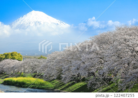 潤井川龍巌渕の満開桜の並木と富士山　静岡県富士市 122407255