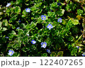 オオイヌノググリ 122407265