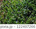 オオイヌノググリ 122407266
